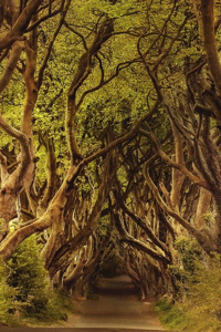 Cantrip - A Wizard's Tale