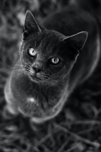 Liber Nominum Universalia