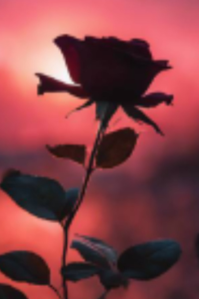 Knifes and Roses
