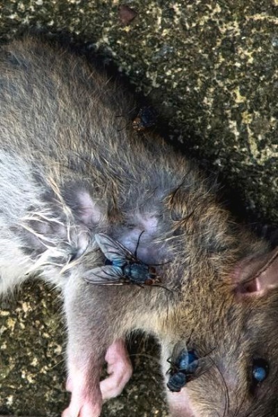 The Rats Below