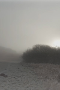 In this World of Mist