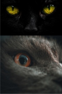 The Adventures of Void Cat and Shadow